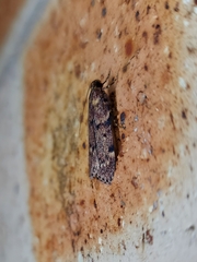 Mimaglossa nauplialis