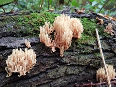 Ramaria stricta