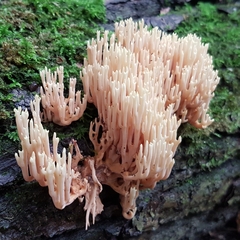 Ramaria stricta