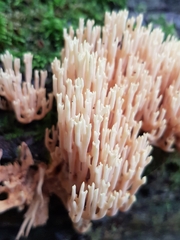 Ramaria stricta