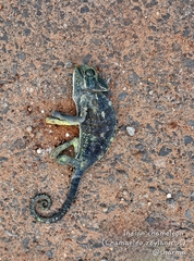 Chamaeleo zeylanicus