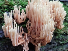 Ramaria stricta