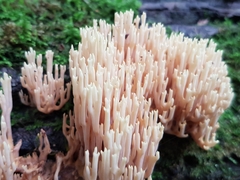 Ramaria stricta