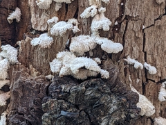 Schizophyllum commune