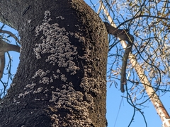 Schizophyllum commune
