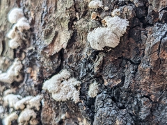Schizophyllum commune