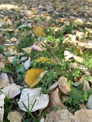 Capsella bursa-pastoris