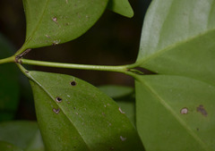 Euonymus australianus