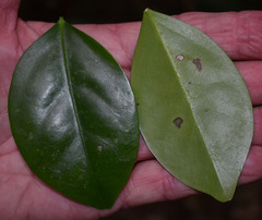 Euonymus australianus
