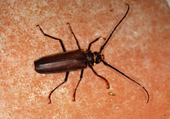 Orthomegas cinnamomeus