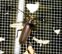 Orthomegas cinnamomeus