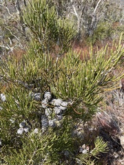 Hakea lissosperma