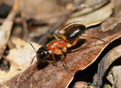 Camponotus nigriceps