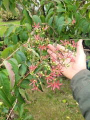 Heptacodium