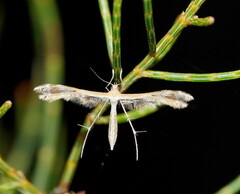 Platyptilia celidotus
