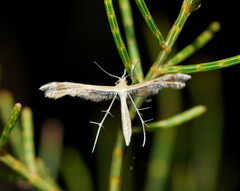 Platyptilia celidotus