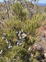 Hakea lissosperma