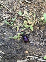 Phelotrupes auratus
