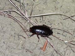 Eurycotis floridana