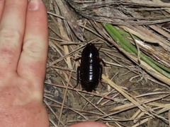Eurycotis floridana