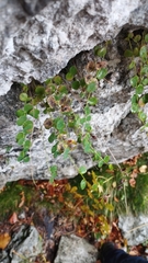 Hypericum nummularium