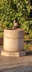 Corvus cornix