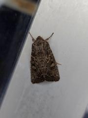 Dasygaster padockina