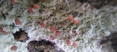 Baeomyces