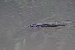 Ornithorhynchus anatinus