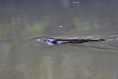 Ornithorhynchus anatinus