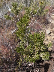 Telopea truncata