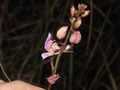 Bletia purpurea