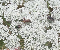 Stenopterus ater praeustus