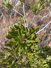 Telopea truncata