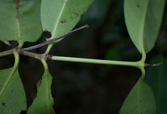 Ixora timorensis