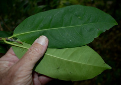 Ixora timorensis