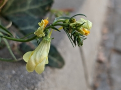 Linaria vulgaris