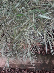 Pleioblastus fortunei