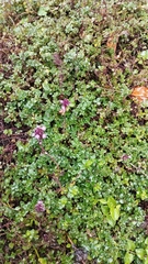 Thymus pulegioides