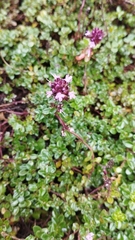 Thymus pulegioides