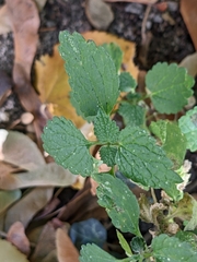 Lamiaceae