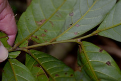 Cryptocarya hypospodia