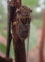 Macrotristria intersecta
