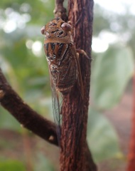 Macrotristria intersecta