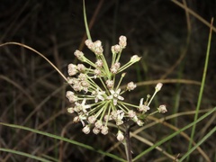 Asclepias longifolia