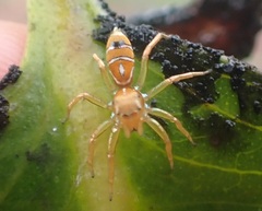 Cosmophasis bitaeniata