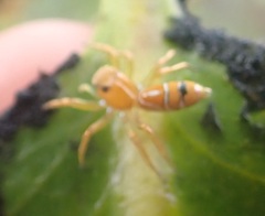 Cosmophasis bitaeniata