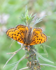 Melitaea latonigena