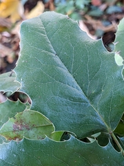Aquifoliaceae
