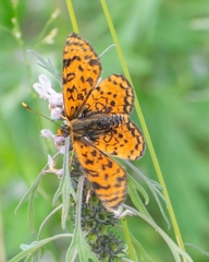Melitaea latonigena
